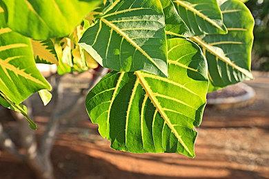 好的开始！Xbox Series X|S日本销量超过10万台 比前任Xbox快了4倍