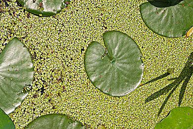 IGN评《女神异闻录：夜幕魅影》仅6分：抽卡导致的表面兄弟！